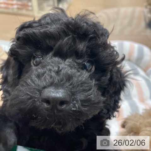 トイ・プードルの写真