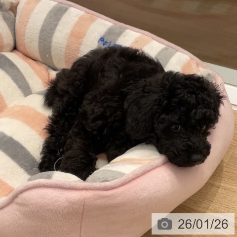 トイ・プードルの写真