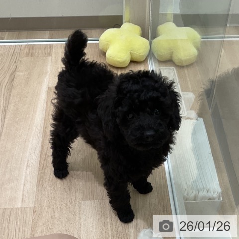 神奈川県のトイプードル(トイ) (ペットプラス 天王町店/2025年11月17日生まれ/男の子/ブラック)の子犬の3枚目の画像