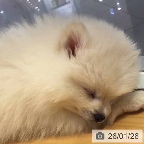 山形県のポメラニアン (ペットプラス 天童店/2025年11月21日生まれ/男の子/ホワイト)の子犬の3枚目の画像