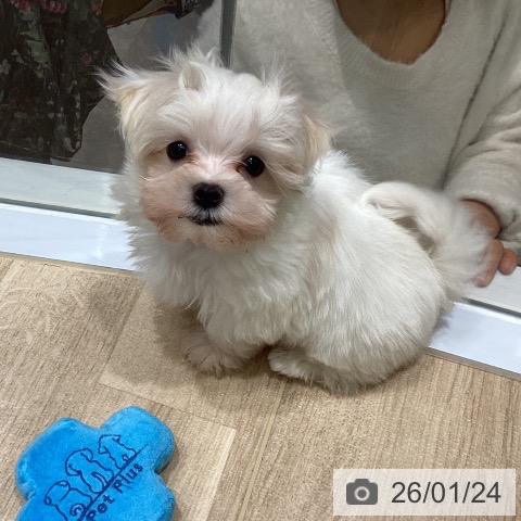 宮城県のマルチーズ (ペットプラス 名取店/2025年11月20日生まれ/男の子/ホワイト)の子犬の3枚目の画像