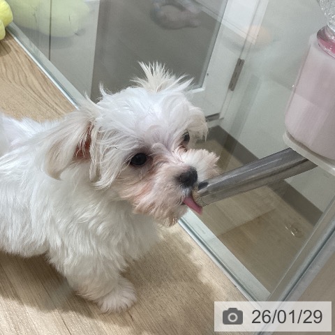 宮城県のマルチーズ (ペットプラス 仙台泉大沢店/2025年11月20日生まれ/男の子/ホワイト)の子犬の4枚目の画像