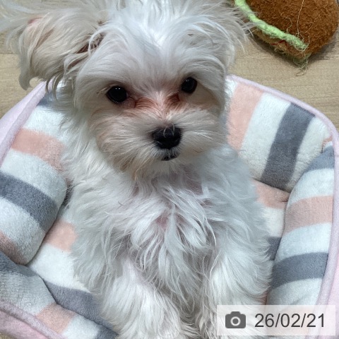 宮城県のマルチーズ (ペットプラス 仙台泉大沢店/2025年11月20日生まれ/男の子/ホワイト)の子犬の3枚目の画像
