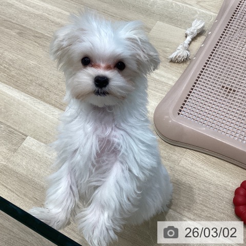 宮城県のマルチーズ (ペットプラス 仙台泉大沢店/2025年11月20日生まれ/男の子/ホワイト)の子犬の4枚目の画像