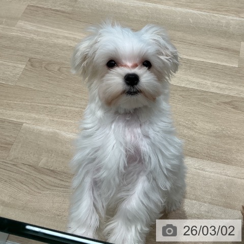 宮城県のマルチーズ (ペットプラス 仙台泉大沢店/2025年11月20日生まれ/男の子/ホワイト)の子犬の3枚目の画像