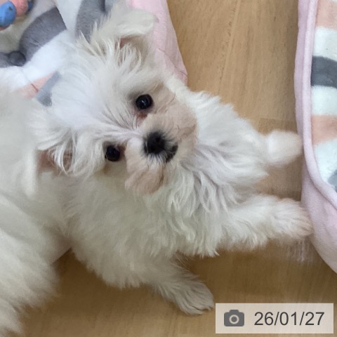 埼玉県のマルチーズ (ペットプラス 羽生店/2025年11月20日生まれ/女の子/ホワイト)の子犬の4枚目の画像