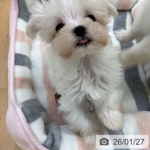 埼玉県のマルチーズ (ペットプラス 羽生店/2025年11月20日生まれ/女の子/ホワイト)の子犬の3枚目の画像