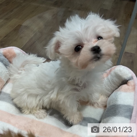 マルチーズの写真