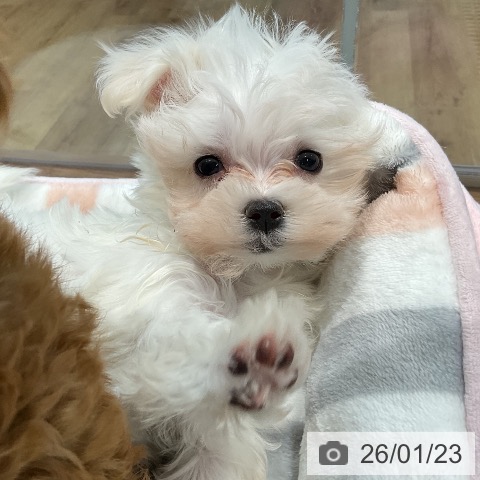 マルチーズの写真