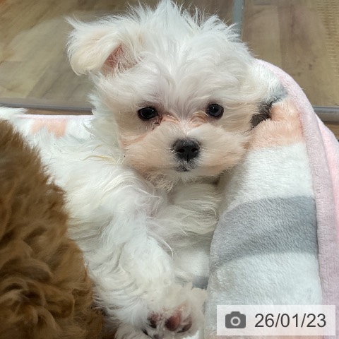 埼玉県のマルチーズ (ペッツワン 新座店/2025年11月20日生まれ/女の子/ホワイト)の子犬の3枚目の画像