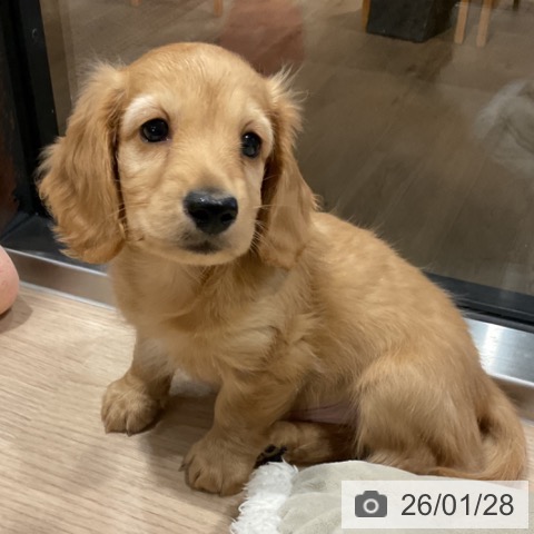 埼玉県のカニンヘンダックスフンド(ロング) (ペットプラス コクーンシティ店/2025年11月21日生まれ/男の子/ゴールド)の子犬の4枚目の画像