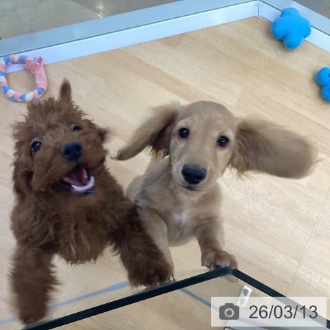 埼玉県のカニンヘンダックスフンド(ロング) (ペットプラス 羽生店/2025年11月21日生まれ/男の子/ゴールド)の子犬の3枚目の画像