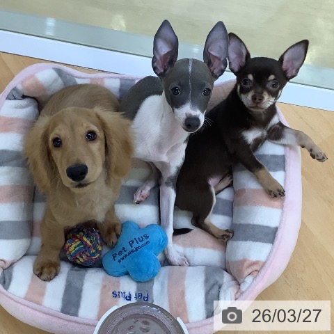 埼玉県のカニンヘンダックスフンド(ロング) (ペットプラス 羽生店/2025年11月21日生まれ/男の子/ゴールド)の子犬の3枚目の画像