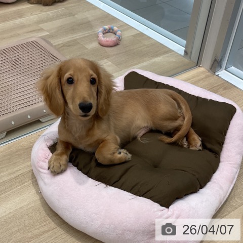 群馬県のカニンヘンダックスフンド(ロング) (ペットプラス イオンモール太田店/2025年11月21日生まれ/男の子/ゴールド)の子犬の3枚目の画像