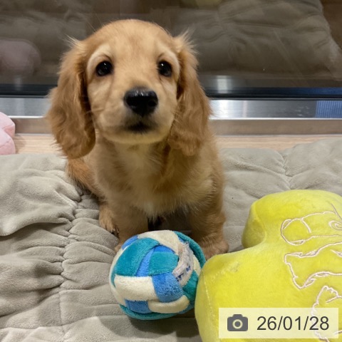 埼玉県のカニンヘンダックスフンド(ロング) (ペットプラス コクーンシティ店/2025年11月21日生まれ/男の子/ゴールド)の子犬の3枚目の画像