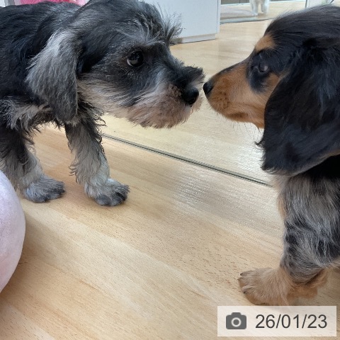 埼玉県のミニチュアシュナウザー (ペットプラス 浦和美園店/2025年11月20日生まれ/男の子/ソルトペッパー)の子犬の4枚目の画像