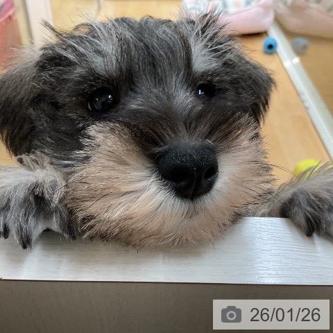 埼玉県のミニチュアシュナウザー (ペットプラス 浦和美園店/2025年11月20日生まれ/男の子/ソルトペッパー)の子犬の3枚目の画像