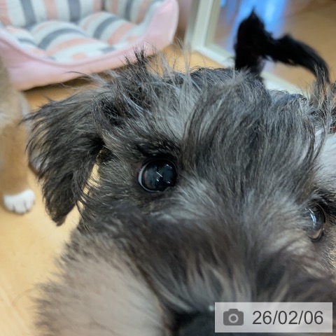 埼玉県のミニチュアシュナウザー (ペットプラス 浦和美園店/2025年11月20日生まれ/男の子/ソルトペッパー)の子犬の3枚目の画像