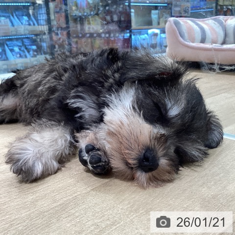 神奈川県のミニチュアシュナウザー (ペットプラス ゆめが丘ソラトス店/2025年11月20日生まれ/男の子/ソルトペッパー)の子犬の4枚目の画像