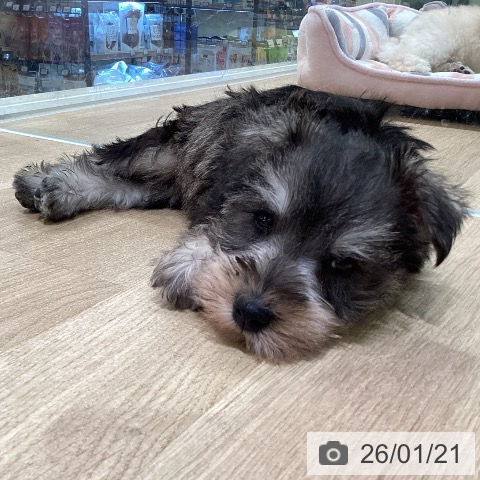 神奈川県のミニチュアシュナウザー (ペットプラス ゆめが丘ソラトス店/2025年11月20日生まれ/男の子/ソルトペッパー)の子犬の3枚目の画像