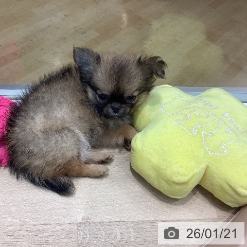 埼玉県のチワワ(ロング) (ペットプラス ららぽーと新三郷店/2025年11月22日生まれ/男の子/フォーンセーブルホワイト)の子犬の4枚目の画像