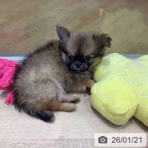 埼玉県のチワワ(ロング) (ペットプラス ららぽーと新三郷店/2025年11月22日生まれ/男の子/フォーンセーブルホワイト)の子犬の3枚目の画像