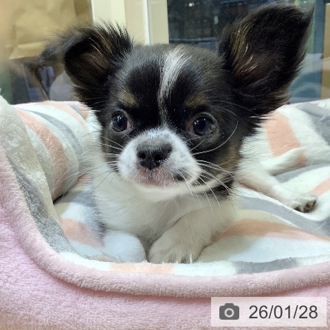 チワワの写真