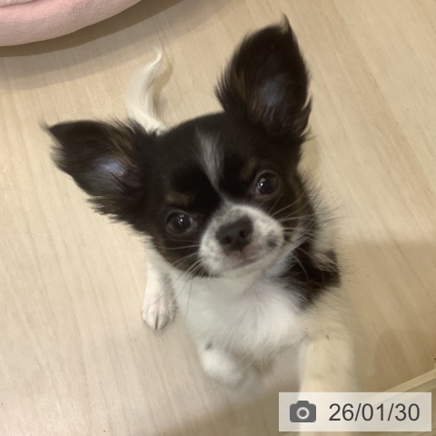 チワワの写真