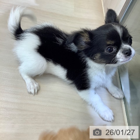 埼玉県のチワワ(ロング) (ペットプラス クレアモール川越店/2025年11月22日生まれ/女の子/ホワイトブラックタン)の子犬の3枚目の画像