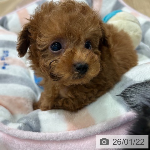 神奈川県のトイプードル(トイ) (ペットプラス ゆめが丘ソラトス店/2025年11月20日生まれ/男の子/レッド)の子犬の4枚目の画像