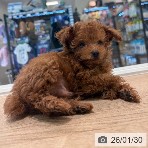 神奈川県のトイプードル(トイ) (ペットプラス ゆめが丘ソラトス店/2025年11月20日生まれ/男の子/レッド)の子犬の4枚目の画像