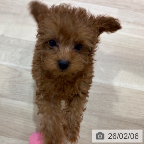 神奈川県のトイプードル(トイ) (ペットプラス ゆめが丘ソラトス店/2025年11月20日生まれ/男の子/レッド)の子犬の4枚目の画像