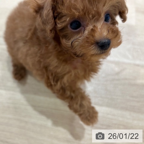 神奈川県のトイプードル(トイ) (ペットプラス ゆめが丘ソラトス店/2025年11月20日生まれ/男の子/レッド)の子犬の3枚目の画像