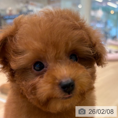 神奈川県のトイプードル(トイ) (ペットプラス ゆめが丘ソラトス店/2025年11月20日生まれ/男の子/レッド)の子犬の3枚目の画像