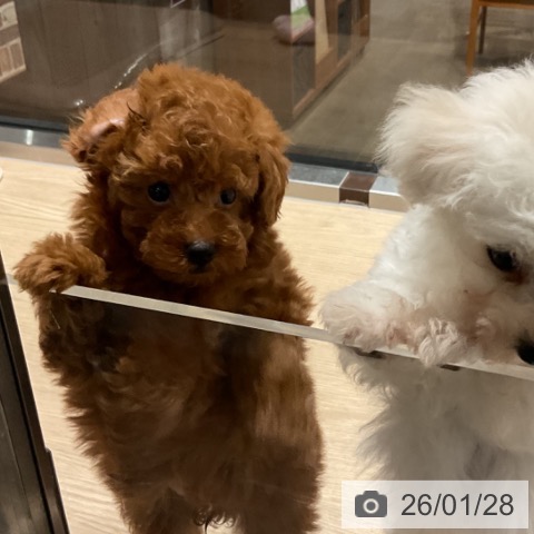 埼玉県のトイプードル(トイ) (ペットプラス コクーンシティ店/2025年11月20日生まれ/女の子/レッド)の子犬の4枚目の画像