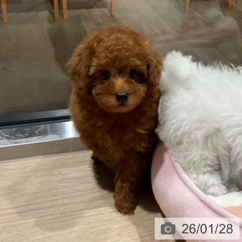 埼玉県のトイプードル(トイ) (ペットプラス コクーンシティ店/2025年11月20日生まれ/女の子/レッド)の子犬の3枚目の画像