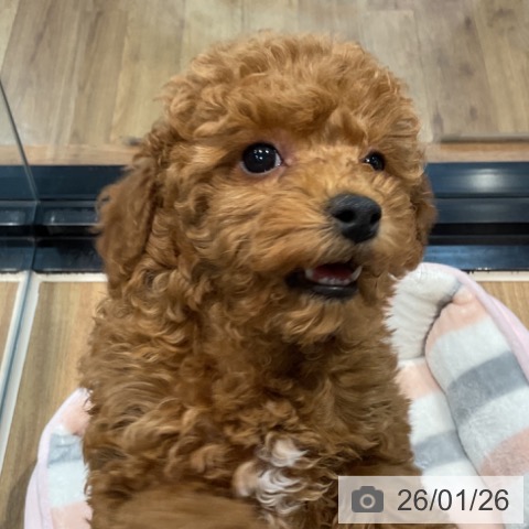 埼玉県のトイプードル(トイ) (ペッツワン 新座店/2025年11月20日生まれ/女の子/レッド)の子犬の4枚目の画像