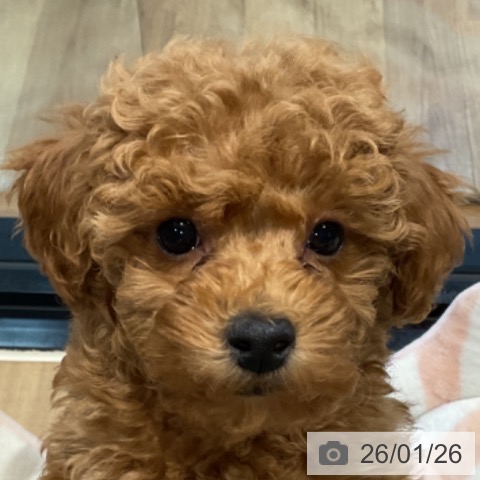 埼玉県のトイプードル(トイ) (ペッツワン 新座店/2025年11月20日生まれ/女の子/レッド)の子犬の3枚目の画像