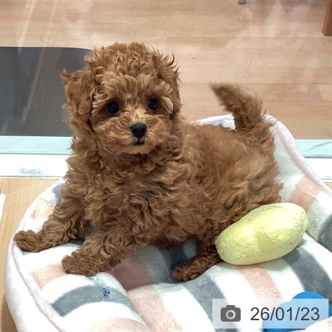 神奈川県のトイプードル(トイ) (ペットプラス 海老名店/2025年11月20日生まれ/女の子/レッド)の子犬の3枚目の画像