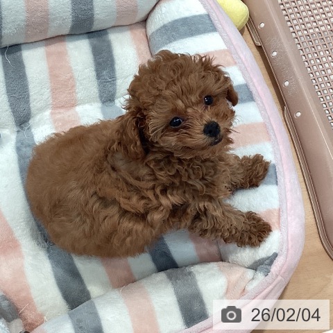 神奈川県のトイプードル(トイ) (ペットプラス 海老名店/2025年11月20日生まれ/女の子/レッド)の子犬の3枚目の画像