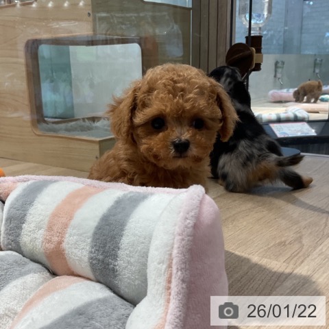 東京都のトイプードル(トイ) (ペットプラス アクアシティお台場店/2025年11月22日生まれ/女の子/アプリコット)の子犬の3枚目の画像