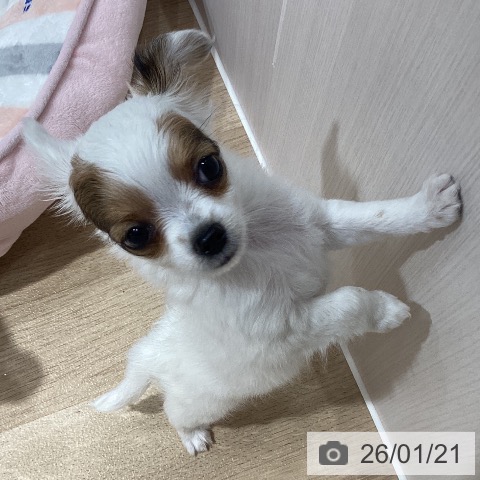 埼玉県のチワワ(ロング) (ペットプラス ピオニウォーク東松山店/2025年11月22日生まれ/男の子/ホワイトレッド)の子犬の4枚目の画像