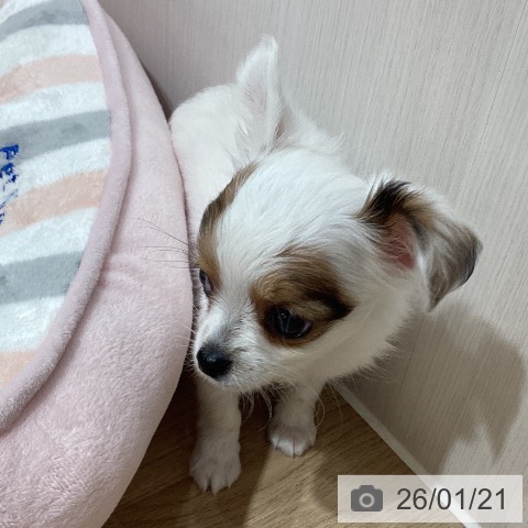 埼玉県のチワワ(ロング) (ペットプラス ピオニウォーク東松山店/2025年11月22日生まれ/男の子/ホワイトレッド)の子犬の3枚目の画像