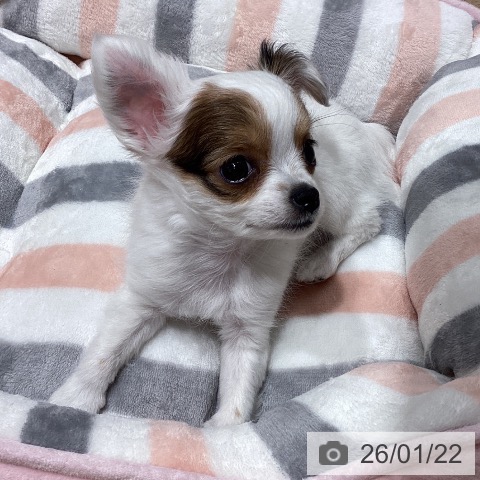 埼玉県のチワワ(ロング) (ペットプラス ピオニウォーク東松山店/2025年11月22日生まれ/男の子/ホワイトレッド)の子犬の4枚目の画像