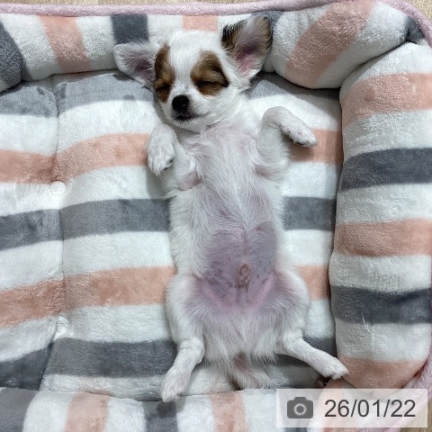 埼玉県のチワワ(ロング) (ペットプラス ピオニウォーク東松山店/2025年11月22日生まれ/男の子/ホワイトレッド)の子犬の3枚目の画像