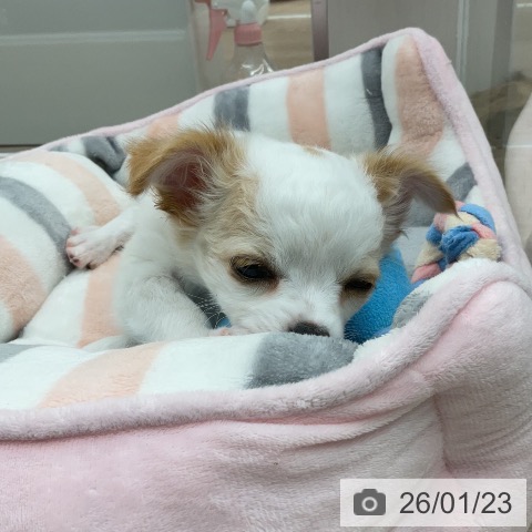 埼玉県のチワワ(ロング) (ペットプラス 上尾店/2025年11月22日生まれ/男の子/ホワイトクリーム)の子犬の4枚目の画像