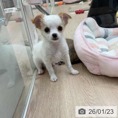 埼玉県のチワワ(ロング) (ペットプラス 上尾店/2025年11月22日生まれ/男の子/ホワイトクリーム)の子犬の3枚目の画像
