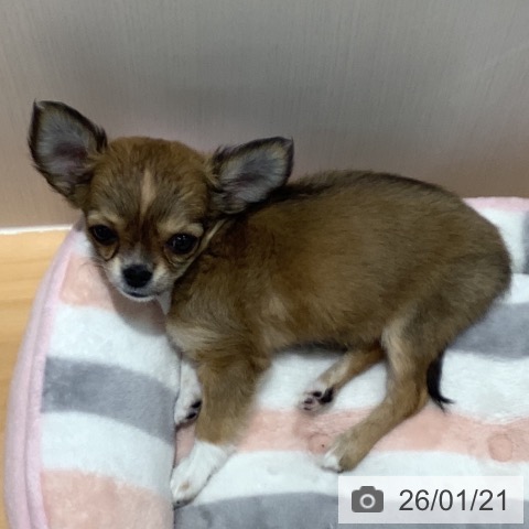 山梨県のチワワ(ロング) (ペットプラス 甲府昭和店/2025年11月22日生まれ/女の子/レッドホワイト)の子犬の3枚目の画像