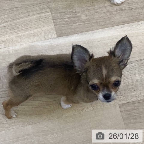 山梨県のチワワ(ロング) (ペットプラス 甲府昭和店/2025年11月22日生まれ/女の子/レッドホワイト)の子犬の4枚目の画像