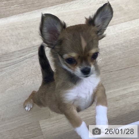 山梨県のチワワ(ロング) (ペットプラス 甲府昭和店/2025年11月22日生まれ/女の子/レッドホワイト)の子犬の3枚目の画像